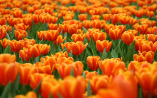 Orange flower field bokeh focus - the middle of it free wallpaper