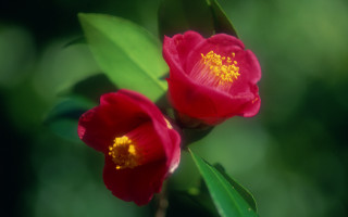 Red flowers yellow stamens green - ektachrome photograph free wallpaper