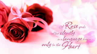 Two roses pink ribbon white 2 - romantic free wallpaper