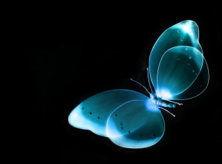 Blue butterfly black background wings 2 - bioluminescence free wallpaper