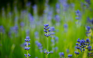 Lavender field green grass blurry - a field of lavender free wallpaper