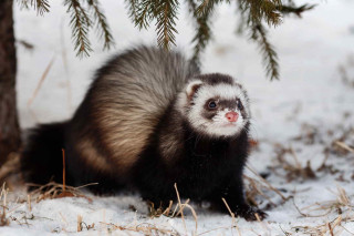 Ferret snowy forest bamboo blurry - an illustration free wallpaper