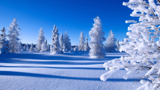 Snowy landscape trees snowy ground - covered free wallpaper