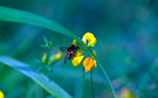 Bee yellow flower grass background - a bee free wallpaper