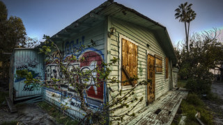 Dilapidated building graffiti tree urban - david lachapelle free wallpaper