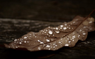 Leaf water droplets macro rain - a wooden surface free wallpaper