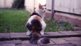 Cat brickwalkway grass fence photorealism - a pastel free wallpaper