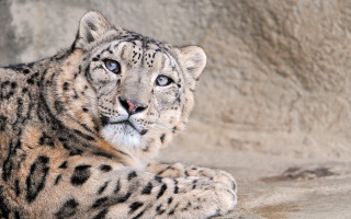 Snow leopard rock ground tone - a rock wall behind free wallpaper