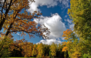 Autumn nature park trees sky - a few yellow leaf free wallpaper