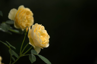 Yellow flower leaves macro roses - stem free wallpaper