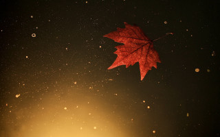 Red leaf floating black background - a red leaf free wallpaper