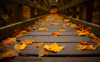 Wooden walkway autumn leaves bridge - the fall season free wallpaper