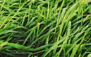 Grass drops bush forest nature - leaf and grass free wallpaper