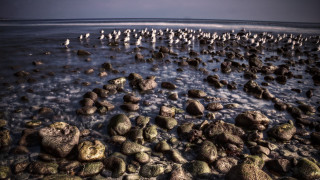 Birds rocky beach ocean group - a group of birds free wallpaper