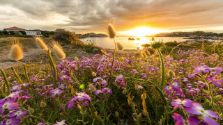 Flower field sunset waterhouse nature 2 - a house in the distance free wallpaper
