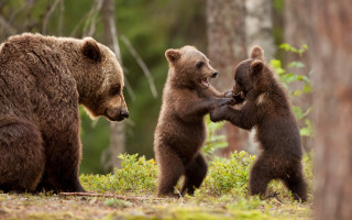 Three bears woods grass bushes - bush free wallpaper