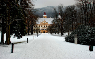 Danube school snowy bush branch - danube school free wallpaper