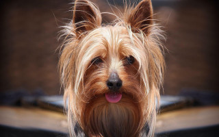 Dog tongue out camera blurry - its tongue free wallpaper