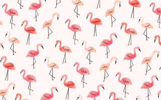 Flamingos group standing white background - bird free wallpaper