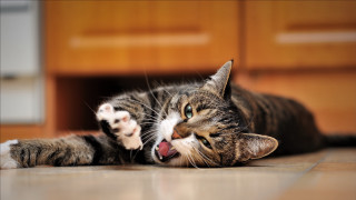 Cat yawning blue eyes blurry 2 - sharp claw free wallpaper