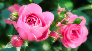 Pink rose macro blurry background 3 - a pink rose free wallpaper