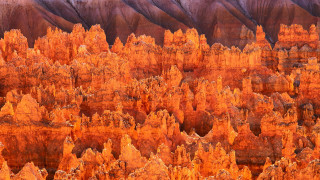 Trees mountain sunset autumn leaves - a group of trees free wallpaper