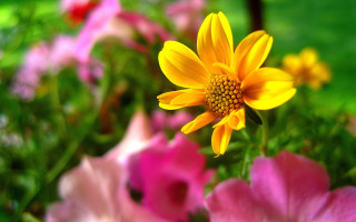 Yellow flower pink background macro 2 - a yellow flower free wallpaper