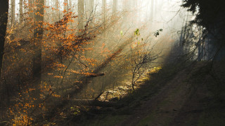 Dirt road forest fog autumn - a dirt road in the middle of a forest free wallpaper