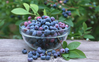 Blueberries leaves bowl outdoor sunlight - the sun free wallpaper