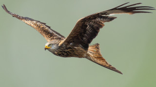 Bird of prey wings spread 4 - arie smit free wallpaper