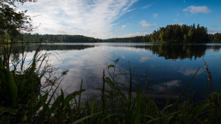 Lake trees clouds grass matte - betye saar free wallpaper