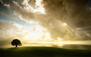 Lone tree grassy hill sunrays 2 - free landscape wallpaper
