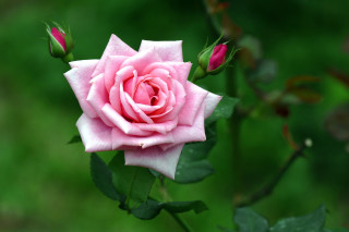 Pink rose green leaves blurry 9 - rose free wallpaper