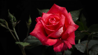 Red rose water droplets macro 46 - the dark background free wallpaper