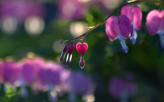 Pink hearts hydrangea flowers bokeh - heart free wallpaper