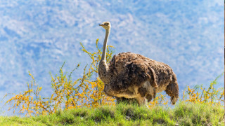 Ostrich grassy hill mountain autumn - a grassy hill free wallpaper
