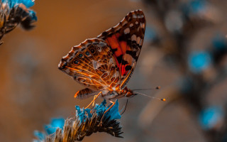 Butterfly orange blue plant blueflowers - the background and a blurry background free wallpaper