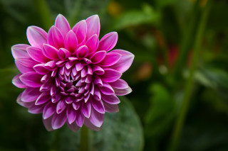Pink flower green leaves bokeh 7 - a single flower in the center free wallpaper