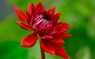 Red flower green background macro - a red flower free wallpaper