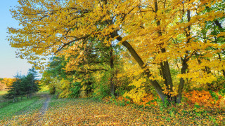 Autumn dirt road trees leaves - boleslaw cybi free wallpaper