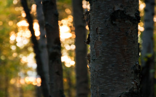 Tree trunk bokeh city lights - a close up of a tree trunk free wallpaper