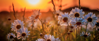 Daisy field sunset fireworks floral - a field of daisies free wallpaper
