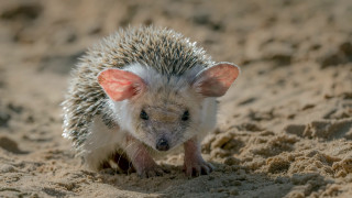Small hedgehog beach sand surreal - the sand free wallpaper