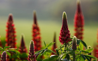 Red flowers green leaves background - a green field in the background free wallpaper