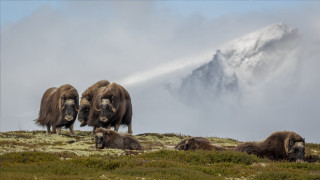 Bison hilltop grass mountain snow - peak in the background free wallpaper