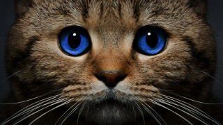 Blue eyed cat closeup photorealistic - a cats face free wallpaper