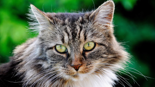 Cat green eyes blurry background 2 - the foreground free wallpaper