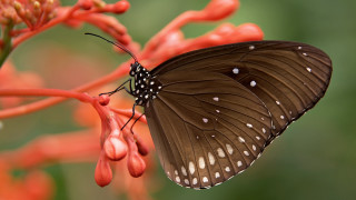 Butterfly on flower red background - red flower free wallpaper