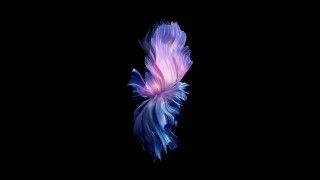 Purple blue fish floating dark - fish free wallpaper