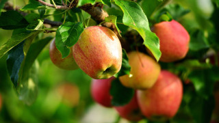 Apples hanging leaves 3d bokeh - the branch free wallpaper